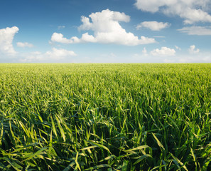Grass on the field after rain. Agricultural landscape in the summer time..
