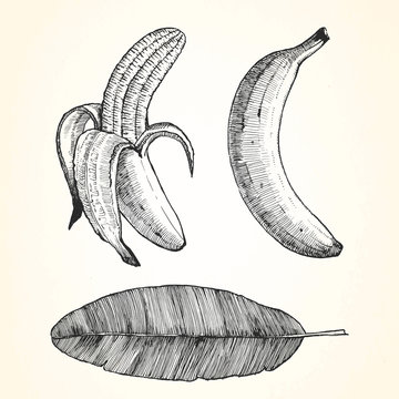 Hand-drawn illustration of Banana. Vector