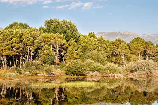 Pinar de Pino Negral, Pinus pinaster y aguas del Embalse de Tabuyo del Monte, León.