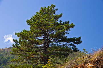Pine tree on mountain Troglav at late summer, west Serbia