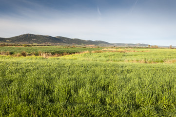 Barley fields in an agricultural landscape in La Mancha, Ciudad Real Province, Spain. In the background can be seen the Toledo Mountains