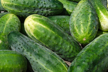 Cucumbers a vegetable garden