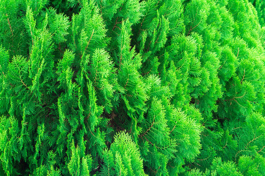 Green leaves plant Chinese Arborvitae or Orientali Arborvitae, Science name as Thuja orientalis Endl 