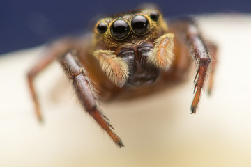 Brown and cream jumping Spider - Evarcha proszynskii,