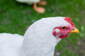 head of big white chicken