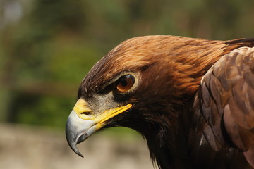 Aquila gurneyi