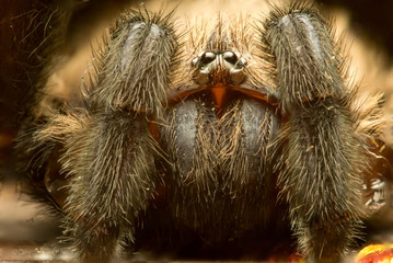 Folding-door Spiders (Family Antrodiaetidae, genus Antrodiaetus)