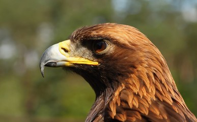 Aquila gurneyi