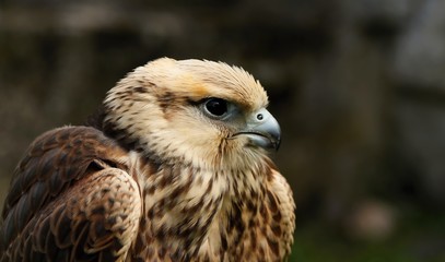 Buteo buteo