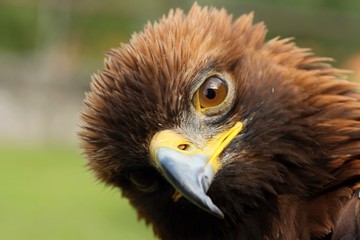 Aquila gurneyi