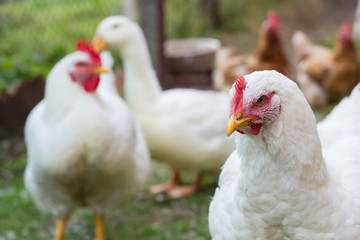 Big white chicken on rural farm