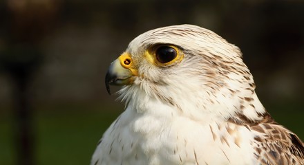 White buteo buteo