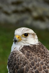 White buteo buteo