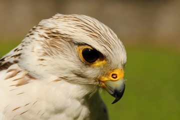 White buteo buteo