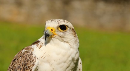 White buteo buteo