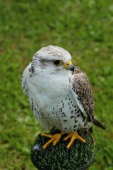 White buteo buteo
