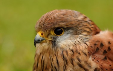 Brown bird