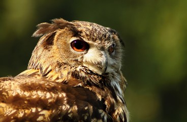 Brown owl