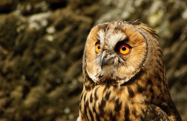 Brown owl