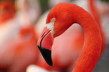 Detail of flamingo