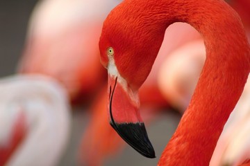 Detail of flamingo