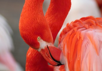 Detail of flamingo
