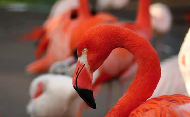 Photo sur Plexiglas Flamant Detail of flamingo