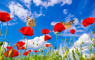 Obraz premium Beautiful and colorful butterfly on red poppies, on summer field, against the blue sky