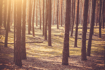 Pine forest in the morning