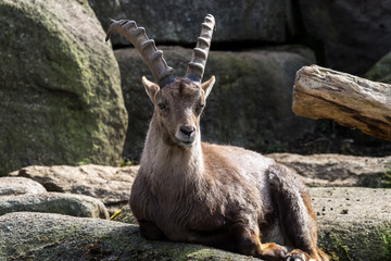 Alpensteinbock - Capra ibex