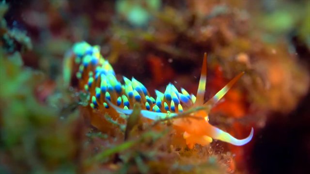 colorful Nudibranch moving
