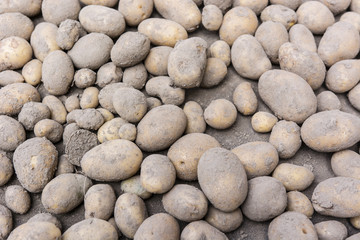 Freshly dug potatoes.