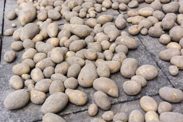 Freshly dug potatoes.