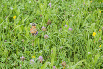 Butterfly Vanessa cardui.