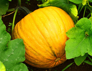 pumpkin in the garden