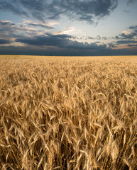 Wheat on the field and dark sky. Agricultural landscape