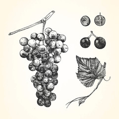Hand-drawn illustration of Grapes. Vector