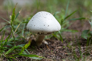 Champignon mushroom grows in the wild environment. Authentic farm series.
