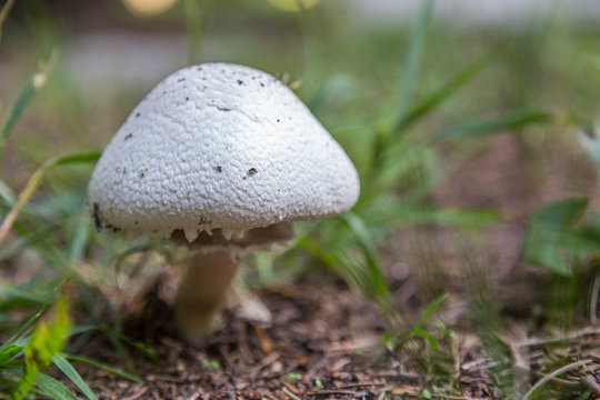 Champignon mushroom grows in the wild environment. Authentic farm series.