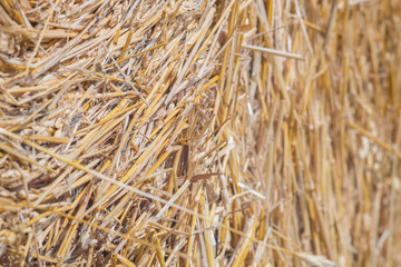 Straw Bales Harvest on Stubble field under blue sky