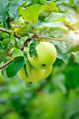 Ripe green apples growing on tree