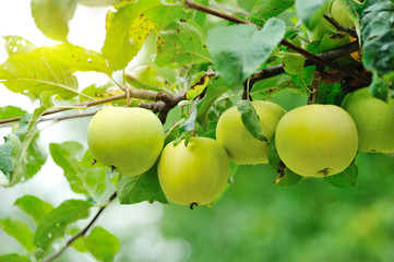 Ripe green apples growing on tree
