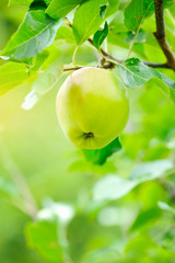 Ripe green apple growing on tree