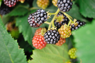 Growing fresh blackberries in a garden. Close Up