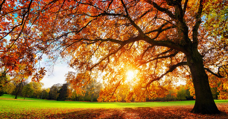 Fototapeta na wymiar Schöne Eiche auf Wiese bei untergehender Sonne im Herbst