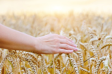 Woman hand passing by and touching wheat - closeup