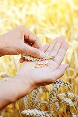 Ripe golden wheat ears in her hand the farmer