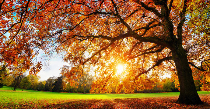 Sch&ouml;ne Eiche auf Wiese bei untergehender Sonne im Herbst