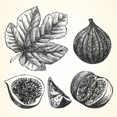 Hand-drawn illustration of Figs. Vector