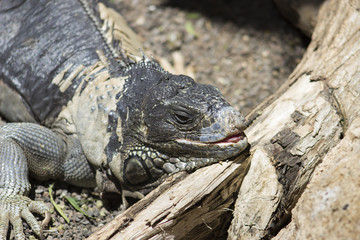 Bearded dragon close up
